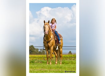 American Quarter Horse, Stallion, 15 years, 14,3 hh, Champagne