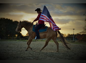 American Quarter Horse, Stallion, 15 years, 14,3 hh, Champagne
