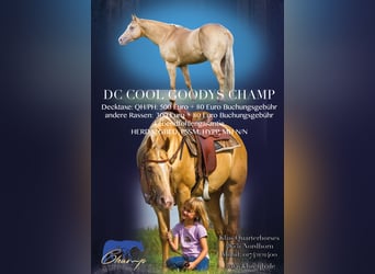 American Quarter Horse, Stallion, 15 years, 14,3 hh, Champagne