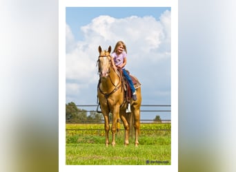American Quarter Horse, Stallion, 14 years, 14.3 hh, Champagne