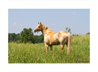 American Quarter Horse, Stallion, 14 years, 14.3 hh, Champagne