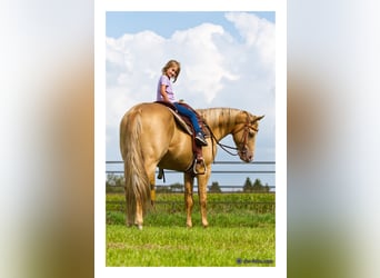American Quarter Horse, Stallone, 16 Anni, 152 cm, Champagne