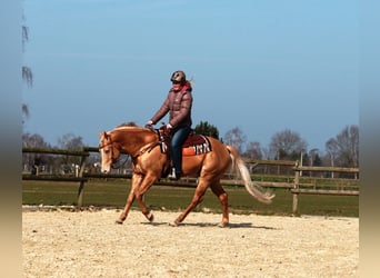 American Quarter Horse, Stallone, 16 Anni, 152 cm, Champagne
