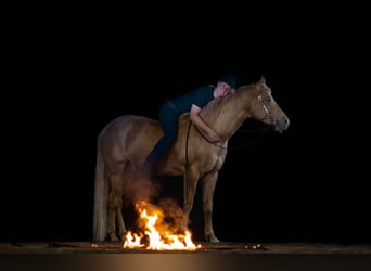 American Quarter Horse, Stallone, 16 Anni, 152 cm, Champagne