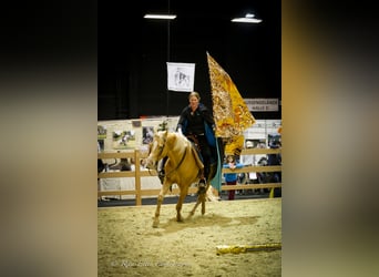 Quarter horse américain, Étalon, 14 Ans, 152 cm, Champagne