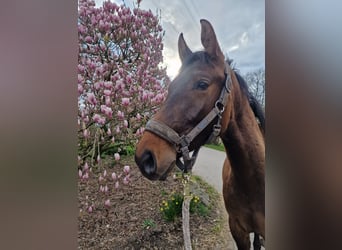 Stallion 2 years
