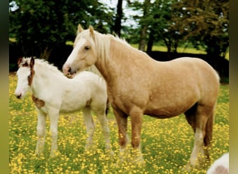Tinker, Merrie, 4 Jaar, , in Tralee