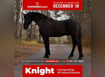 Friesian horses Mix, Gelding, 12 years, 17 hh, Black, in Middleboro,