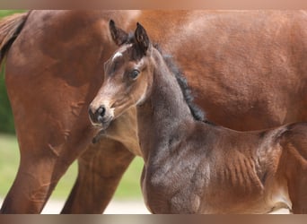 Trakehner, Merrie, veulen (06/2024), Zwart, in Einbeck,