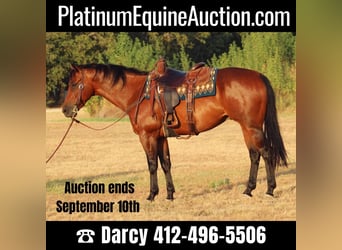 American Quarter Horse, Ruin, 7 Jaar, Roodbruin, in Stephenville, TX,