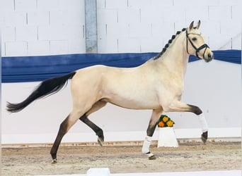 Niemiecki kuc wierzchowy, Ogier, 4 lat, 151 cm, Bułana, in Marsberg