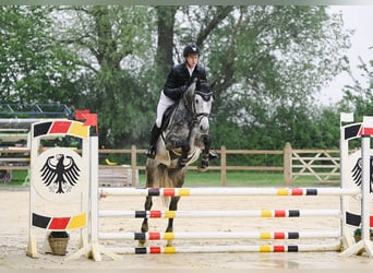 Hanovrien, Hongre, 5 Ans, 170 cm, Gris, in Riedstadt,