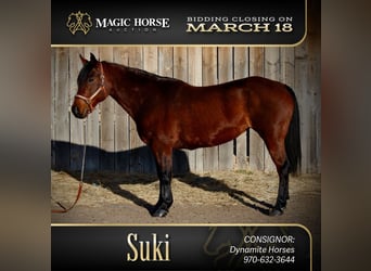 American Quarter Horse, Merrie, 11 Jaar, 142 cm, Roodbruin, in Fort Collins,