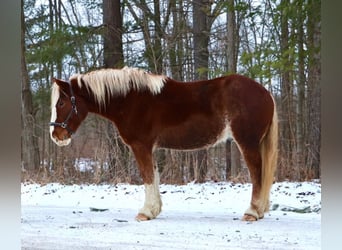 Draft Horse Mix, Gelding, 5 years, 16,2 hh, Chestnut, in Howell