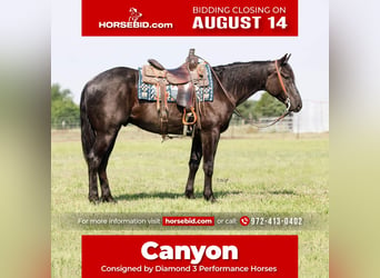 American Quarter Horse, Wallach, 4 Jahre, 157 cm, Roan-Blue, in Ravenna, TX,