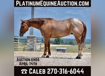 American Quarter Horse, Gelding, 10 years, Roan-Red, in FORDSVILLE, KY,