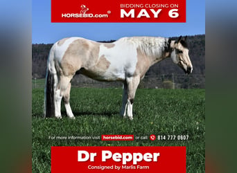 Paint Horse Mix, Wallach, 8 Jahre, 145 cm, Schecke, in Rebersburg,