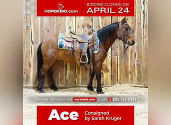 Plus de poneys/petits chevaux, Hongre, 8 Ans, 132 cm, Bai cerise, in Brandon, SD,