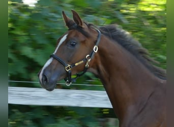 Oldenburg, Mare, 1 year, 17 hh, Chestnut, in Greifenstein,