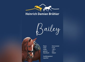 Hannoveraner, Wallach, 4 Jahre, 166 cm, Fuchs, in Herbstein,