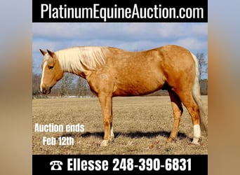 Quarter horse américain, Hongre, 6 Ans, 163 cm, Palomino, in Highland Mi,