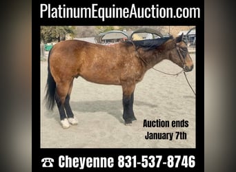 American Quarter Horse, Gelding, 13 years, 14.2 hh, Buckskin, in Bitterwater CA,