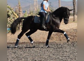PRE Mix, Stallion, 5 years, 16.1 hh, Black, in Malaga,