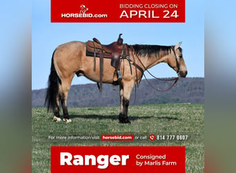 American Quarter Horse, Ruin, 8 Jaar, 152 cm, Buckskin, in Rebersburg, PA,