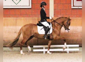 German Riding Pony, Gelding, 9 years, 14.2 hh, Chestnut-Red, in Tönisvorst,