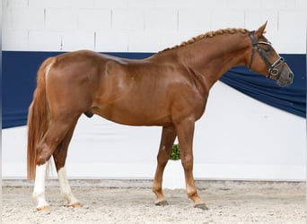 German Riding Pony, Stallion, 4 years, 14.2 hh, Chestnut-Red, in Marsberg