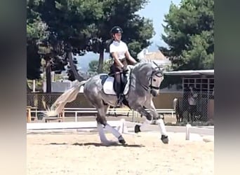 PRE Mix, Ruin, 6 Jaar, 162 cm, Appelschimmel, in Martfeld