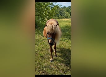 Mini Shetland Pony, Wallach, 2 Jahre, 80 cm, Fuchs, in Norderstedt