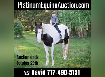 American Quarter Horse, Wallach, 16 Jahre, 155 cm, Tobiano-alle-Farben, in Coatesville PA,