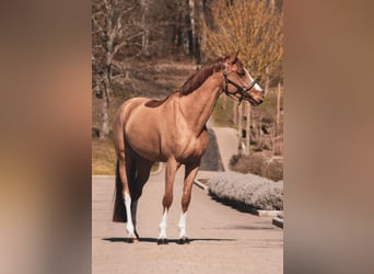 German Sport Horse, Mare, 8 years, 16 hh, Chestnut-Red, in Nürensdorf,