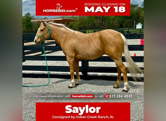 American Paint Horse, Hongre, 7 Ans, Palomino, in Oxford