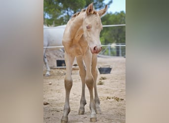 PRE, Stallion, 1 year, Perlino, in Alcoy,