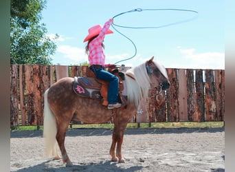 Plus de poneys/petits chevaux, Hongre, 6 Ans, 102 cm, Palomino, in Congress