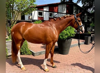 Koń westfalski, Wałach, 5 lat, 169 cm, Kasztanowata, in Frankfurt am Main,