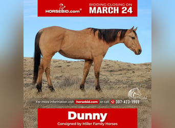 American Quarter Horse, Wałach, 4 lat, 155 cm, Bułana, in Ranchester, WY,