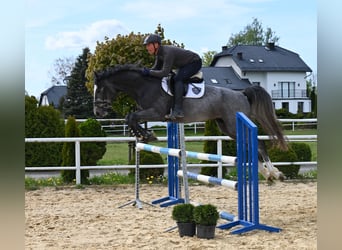 Gelding 4 years