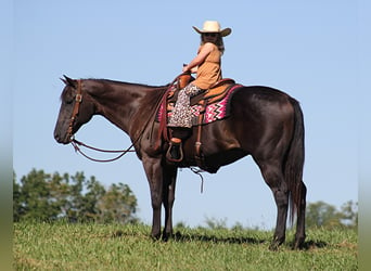 Quarter horse américain, Hongre, 16 Ans, 163 cm, Noir, in Mount Vernon KY,