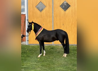 German Riding Pony, Stallion, Black, in Ahrensburg,