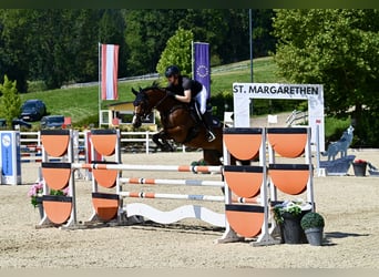 KWPN, Merrie, 12 Jaar, 165 cm, Bruin, in Graz Umgebung,