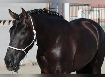 PRE, Stallion, 4 years, 15.2 hh, Black, in Malaga,