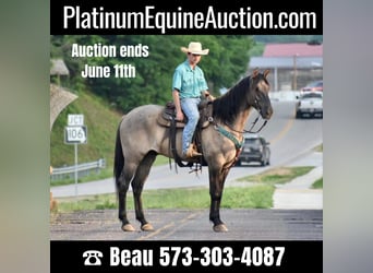 American Quarter Horse, Ruin, 5 Jaar, 168 cm, Falbe, in Sweet Springs MO,
