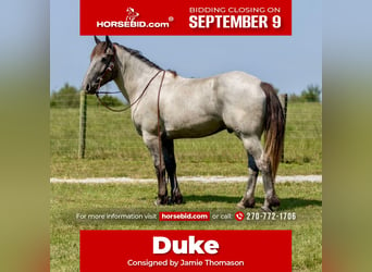 Quarter horse américain Croisé, Hongre, 3 Ans, 163 cm, Rouan Bleu, in Auburn, KY,