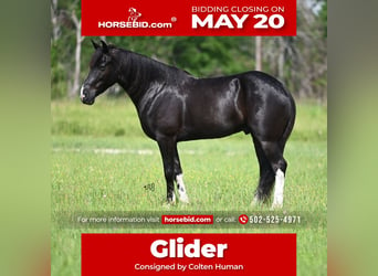 Kentucky Mountain Saddle Horse, Hongre, 5 Ans, 147 cm, Noir, in Carrollton,