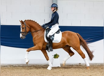 Pony tedesco, Castrone, 5 Anni, 152 cm, Sauro, in Marsberg