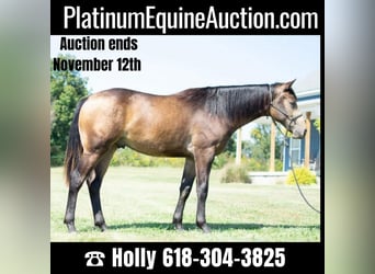 Quarter horse américain, Hongre, 2 Ans, 150 cm, Buckskin, in Greenville KY,