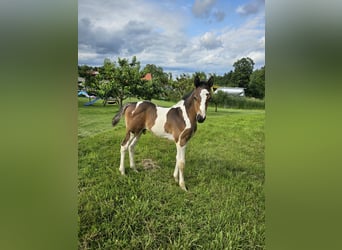 Paint Horse Croisé, Étalon, Poulain (06/2024), 152 cm, Tobiano-toutes couleurs, in Konzell,